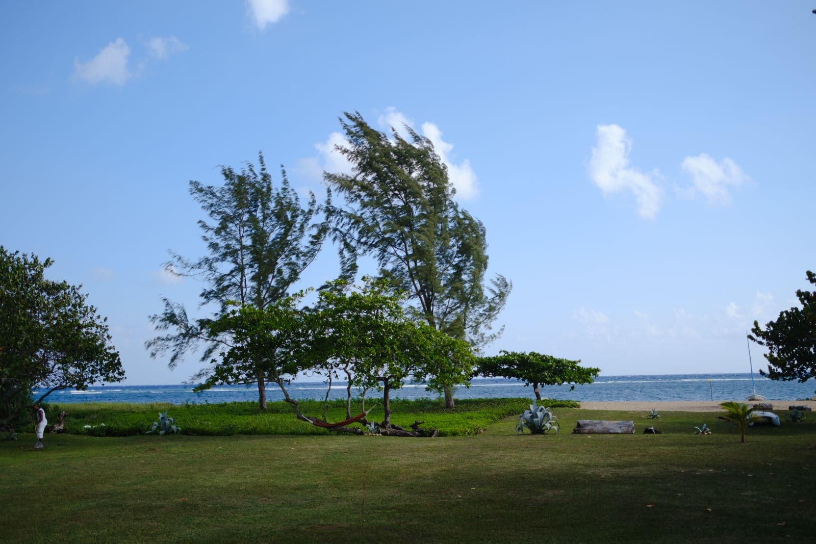 Trees at the bottom of the lawn